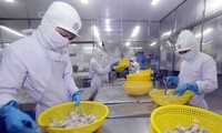 Exportations de crevettes: 4,2 milliards de dollars visés cette année