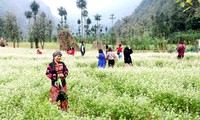 Le 5e festival des fleurs de sarrasin de Hà Giang