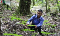 Les plantes médicinales, une aubaine pour les Sedang de Kon Tum