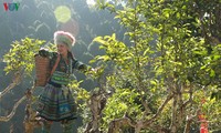 Thé Shan Tuyêt de Suôi Giàng, la quintessence de la montagne du Nord-Ouest