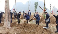 La fête de plantation d’arbres lancée dans certaines localités