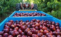 L’Australie exporte des pêches et des nectarines au Vietnam