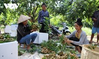 Sông Ma s’enrichit grâce à la fruiticulture