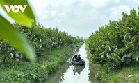 Les pommes cannelles font la richesse d’Ô Môn