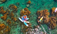 “Trốn” phố thị ồn ào, về Gia Lai ngắm rong mơ nhuộm vàng đáy biển
