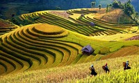 Provinsi Yen Bai mengadakan Pekan Kebudayaan, Olahraga dan Pariwisata  tentang pemandangan alam  nasional sawah terasering 