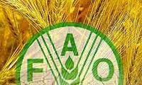 FAO membantu Vietnam  mengoordinasikan  pekerjaan membangun pedesaan baru 