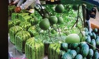 Penjelasan tentang melon berbentuk persegi