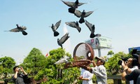 Hobi main melepas burung merpati di Vietnam