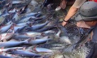 Produk Patin dan ikan Basa file VN dipaksa tarif tinggi  tidak rasional di AS