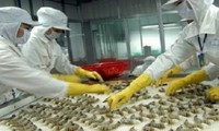 Produksi Udang Vietnam beraktivitas menurut mekanisme pasar