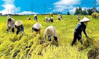 Penjelasan tentang pertanian daerah dataran rendah sugai Mekong