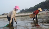 Kisah tentang kaum wanita yang mengatasi nasib di pulau Ly Son