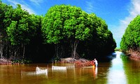 Melakukan budidaya perikanan di bawah bayangan pohon hutan, membantu hutan keasinan Tra Vinh hidup kembali