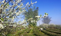 Moc Chau- daerah padang rumput  yang  berbunga  sepanjang tahun