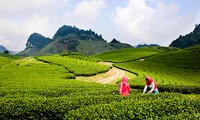 Moc Chau- daerah padang rumput  yang berbunga  sepanjang tahun