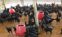 Beternak ayam hitam - satu solusi untuk turut menanggulangi bencana kekeringan di desa Chang Hoai-Thailand