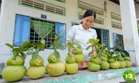 Mengunjungi daerah pedesaan yang mengawali rekayasa bentuk buah-buahan pada Hari Raya Tet