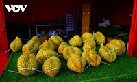 Les durians vietnamiens conquièrent les marchés internationaux