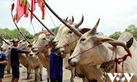 Course de bœufs: un rituel majeur des Khmers du Sud Vietnam