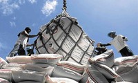 Le riz, produit d’exportation phare du Vietnam vers les Philippines