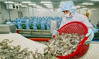 La Chine devient le premier importateur de crevettes vietnamiennes