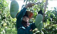 Провинция Шонла активизирует экспорт сельхозпродукции