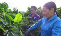 Quand caféiculture rime avec développement durable  