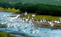 Parc national de Xuân Thuy : là où l’oiseau se pose