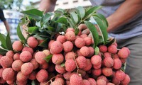 Première fête des fruits dans le  Nord