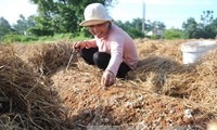 Dong Thap, où champignon rime avec million