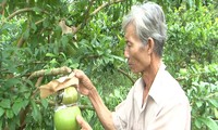 Des fruits «stylisés», pourquoi pas?