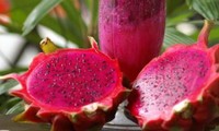 L’Australie importera des fruits du dragon du Vietnam