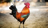 2017, c’est l’année du Coq