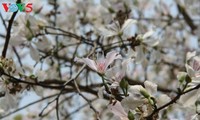 La fête des fleurs de bauhinie de Dien Bien