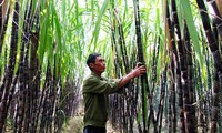 La canne à sucre au Vietnam