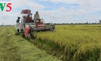 Créer des champs de grande superficie dans le delta du Mékong