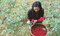  «Mignonne, allons voir si la rose…»