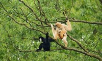 Le parc national de Pù Mat-réserve biosphérique mondiale