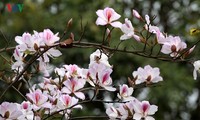 Ouverture de la fête de la fleur de bauhinie 2018 à Son La