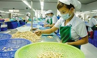 Le Vietnam voudrait exporter pour 3,7 milliards de dollars de noix de cajou en 2018