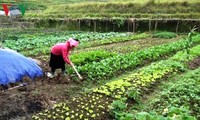 Hoàng Thi Cân, une femme d’affaires à Yên Bai