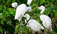 Le jardin  de Bang Lang, le berceau des échassiers