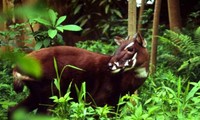 Découverte de bisons et saolas au parc national de Phong Nha-Ke Bang