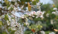 Diên Biên : les fleurs de bauhinie en fête