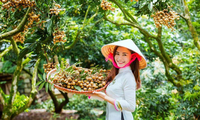 Première exportation de longanes vietnamiens en Australie