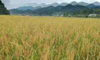 Le riz gluant de Muong Và