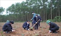 Quang Tri: 5,6 millions de canneliers plantes dans le cadre la campagne de plantation d’arbres