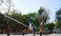 Họa sĩ, nhà thiết kế Tia Thủy Nguyễn và tác phẩm nghệ thuật “Hồi sinh” 