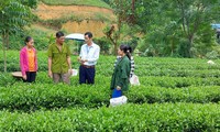 Những sản phẩm chè OCOP của Thái Nguyên